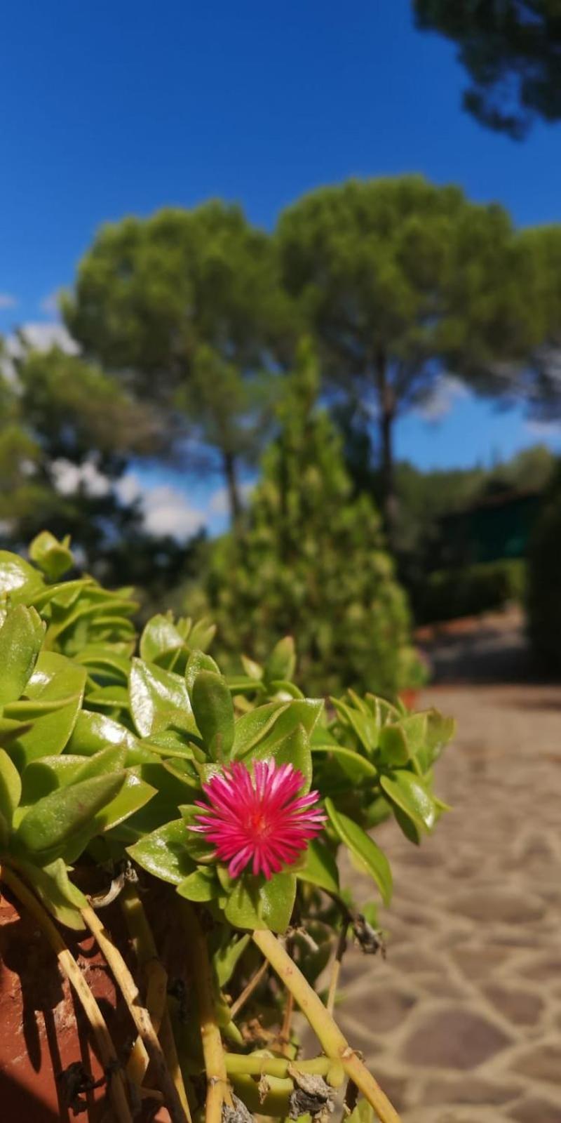 Villa Santa Margherita - La Suvera Ponte A Bozzone ภายนอก รูปภาพ